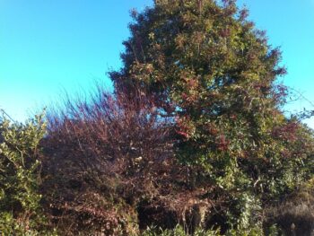 【玉名市】お客様のお庭の手入れお世話になりました😄